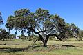 Stein-Eiche (Quercus ilix)