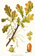 Quercus robur