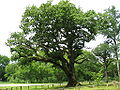 Traubeneiche (Quercus petraea)