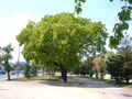 Italienische Eiche (Quercus virgiliana)