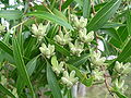 Sabão-de-soldado (Quillaja brasiliensis)