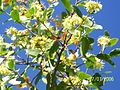 Seifenrindenbaum (Quillaja saponaria)