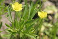 Acker-Hahnenfuß (Ranunculus arvensis)