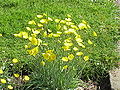 Grasblättriger Hahnenfuß (Ranunculus gramineus)