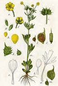 Ranunculus arvensis