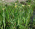 Zungen-Hahnenfuß (Ranunculus lingua)