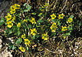 Zwerg-Hahnenfuß (Ranunculus pygmaeus)