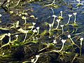 Rions Wasserhahnenfuss (Ranunculus rionii)