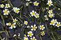 Haarblättriger Wasserhahnenfuß (Ranunculus trichophyllus)