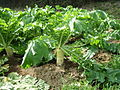 Daikon (Raphanus sativus var. longipinnatus)