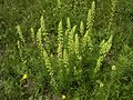 Gelbe Resede (Reseda lutea)