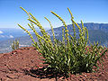 Färber-Wau (Reseda luteola)