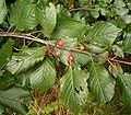 Gewöhnlicher Faulbaum (Rhamnus frangula)