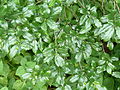 Afrikanischer Faulbaum (Rhamnus prinoides)