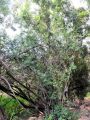 Afrikanischer Faulbaum (Rhamnus prinoides), Urheber/Quelle/Lizenz: © Igmar Grewar, iNaturalist, CC BY-NC 4.0
