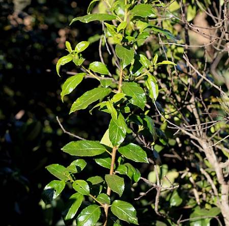 Afrikanischer Faulbaum (Rhamnus prinoides)