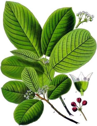 Amerikanischer Faulbaum (Rhamnus purshiana)