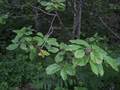 Amerikanischer Faulbaum (Rhamnus purshianus)