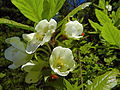 White rhododendron (Rhododendron albiflorum)