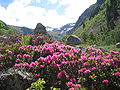 Rostblättrige Alpenrose (Rhododendron ferrugineum)