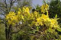 Gelbe Azalee (Rhododendron luteum)