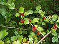 Alpen-Johannisbeere (Ribes alpinum)