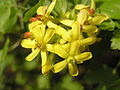 Gold-Johannisbeere (Ribes aureum)