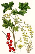 Ribes rubrum