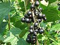 Schwarze Johannisbeere (Ribes nigrum)