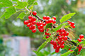 Rote Johannisbeere (Ribes rubrum)