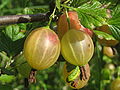 Stachelbeere (Ribes uva-crispa)