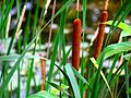 Rohrkolben (Typha spec.)