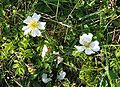 Feld-Rose (Rosa arvensis)