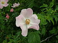 Hundsrose (Rosa canina)