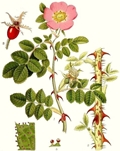 Rosa rubiginosa