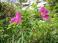 Gebirgs-Rose (Rosa pendulina)