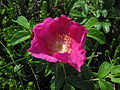 Kartoffel-Rose (Rosa rugosa)