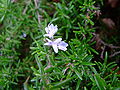 Rosmarin (Rosmarinus officinalis)