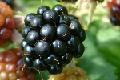 Brombeeren (Rubus fruticosus agg.)