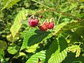 Himbeere (Rubus idaeus)