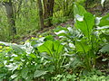 Großer Sauerampfer (Rumex acetosa)