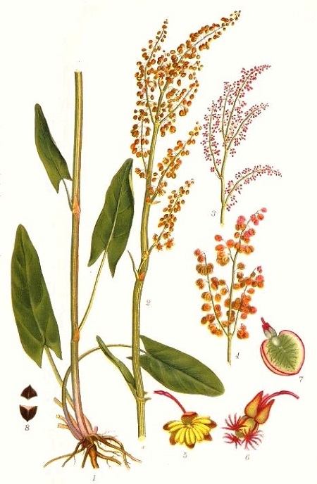 Sauerampfer (Rumex acetosa)