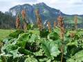 Alpenampfer (Rumex alpinus)