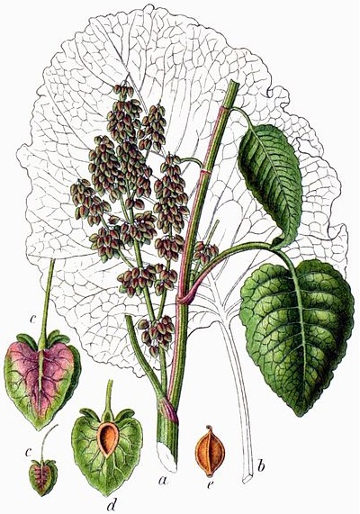 Alpenampfer (Rumex alpinus)