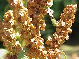 Rumex alpinus, Blüten, Urheber/Quelle/Lizenz: Kurt Stüber, Wikipedia, CC BY-SA 3.0