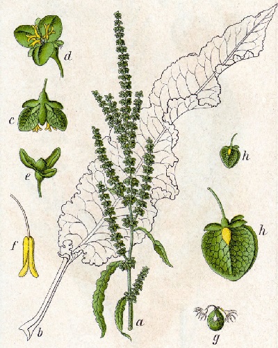 Krauser Ampfer (Rumex crispus)