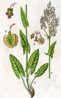 Rumex acetosa