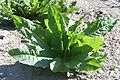 Langblättriger Ampfer (Rumex longifolius)