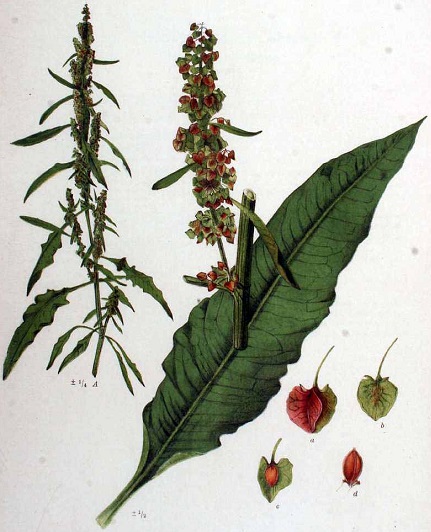 Langblättriger Ampfer (Rumex longifolius)