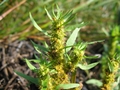 Ufer-Ampfer (Rumex maritimus)